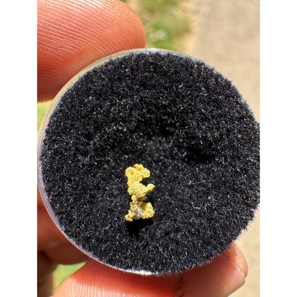 Gold Crystal Nugget Specimen - Grass Valley, California 0.12g - Picture 3 of 5